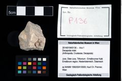 Foto (Objekt + Etikett) von Decapoda indet.  (NHMW-GEO-2014-0194-0136)